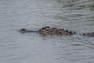 Alligator