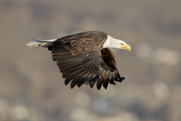 Bald Eagle in Flight