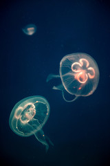 Ocean jellyfish with blue illumination in a marine aquarium © Tatiana Gasich
