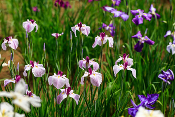 Obraz na płótnie Canvas The irises blooming in Tokyo, Shobuda