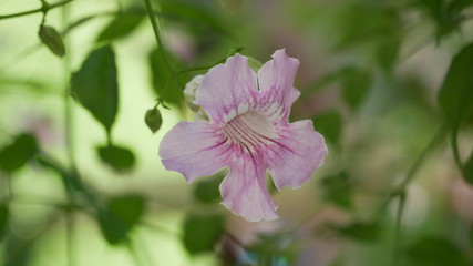 Fototapeta premium rosa Blüte