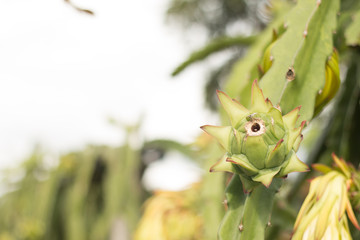Dragon fruit on plant, Raw Pitaya fruit on tree, A pitaya or pitahaya is the fruit of several...