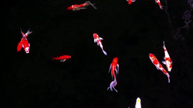 Animals Koi, Fancy carps fish are swimming in water