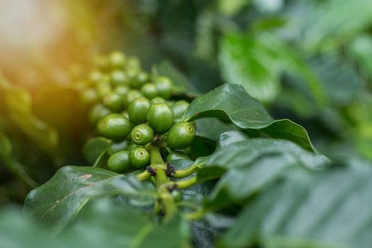 Green arabica coffee fruits on tree close up short and take under lighting sceen, Image present agriculture feel and can useful in document in seminar or  organic product package background
