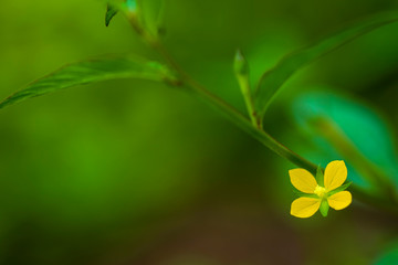 Yellow flower on green background