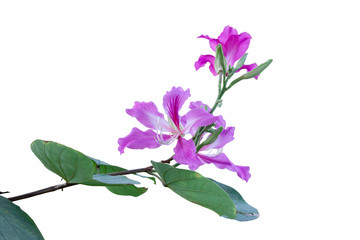 Beautiful bauhinia purpurea flower isolated on white background with clipping path.