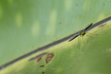 Close up of Long-legged fly
