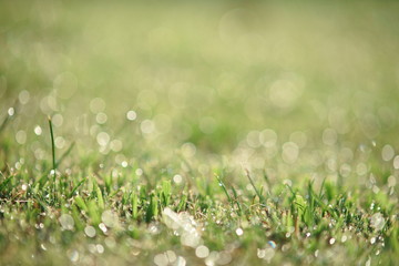 Dew droplet on top of green grass in warm morning light