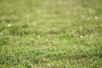 Dew droplet on top of green grass in warm morning light