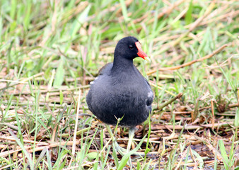 Moorhen Duck in South Florida
