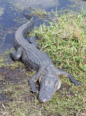 American Alligator in the Wild
