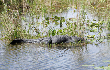 American Alligator in the Wild