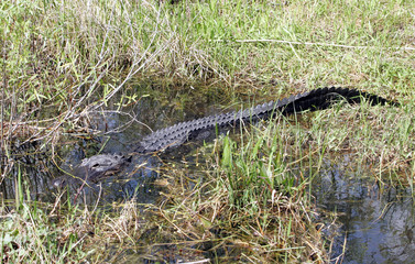 American Alligator in the Wild