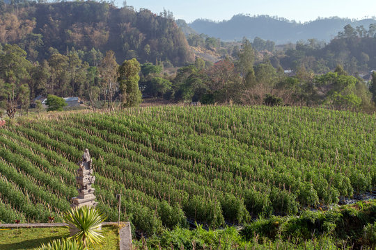 Agriculture in Asia. Farm for growing vegetables, a field with tomatoes. Indonesia, Bali.