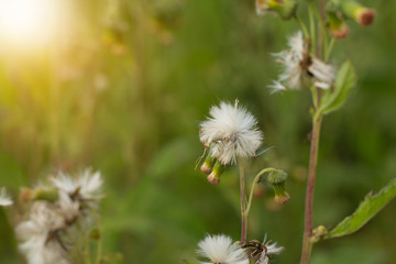 Close up of white meadow flowers in field or grass flower
