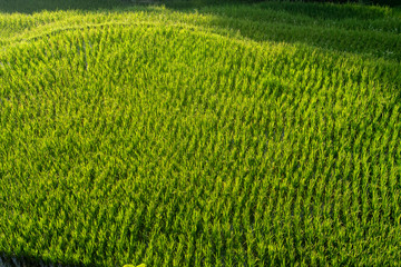 paddy rice in field