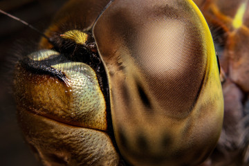 Dragonfly Face Macro