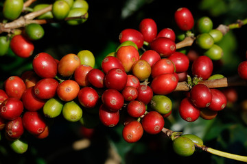 Coffee been on tree in cafe plantation