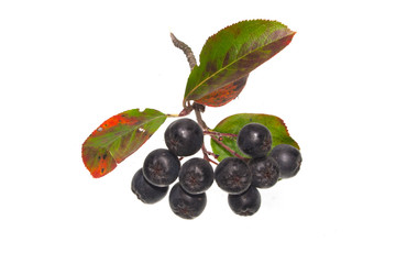 rowan isolated on white background