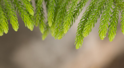 Fototapeta premium juniper, Thuja twig Christmas border background
