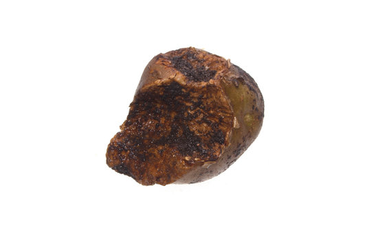 Rotten Potato Isolated On White Background