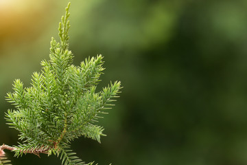 Pine tree, Evergreen juniper background. Christmas and Winter wallpaper