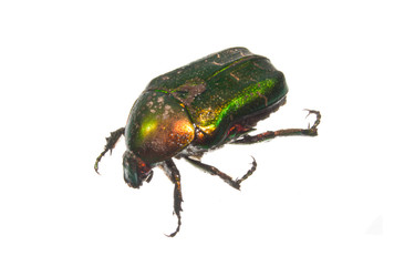 insect isolated on white background