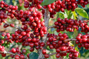 Coffee been on tree in cafe plantation