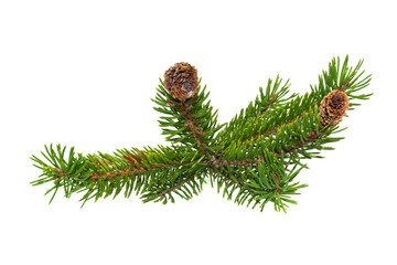 Fototapeta na wymiar Christmas tree branch isolated on white background