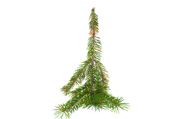 Christmas tree branch isolated on white background