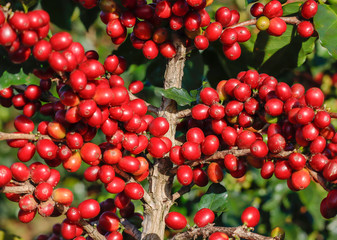 Coffee been on tree in cafe plantation