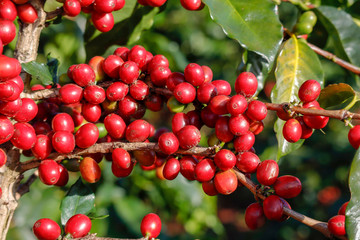 Coffee been on tree in cafe plantation