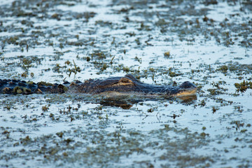 Alligator - Stealth and Silence