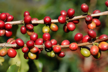 Coffee been on tree in cafe plantation