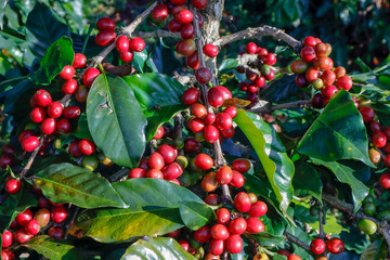 Fototapeta na wymiar Coffee been on tree in cafe plantation
