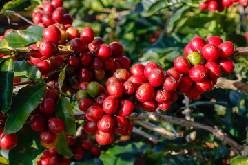 Coffee been on tree in cafe plantation