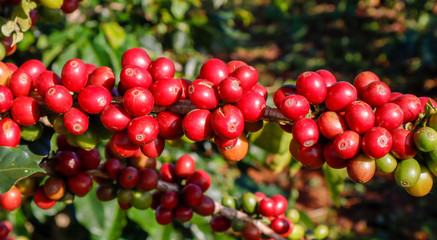 Coffee been on tree in cafe plantation