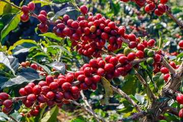 Coffee been on tree in cafe plantation