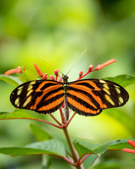 Heliconius ismenius