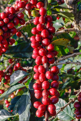 Coffee been on tree in cafe plantation