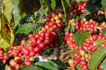 Coffee been on tree in cafe plantation