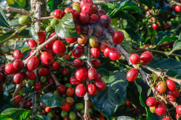 Coffee been on tree in cafe plantation