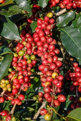 Coffee been on tree in cafe plantation