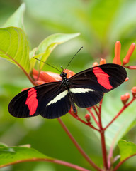 Fototapeta na wymiar Red postman butterfly