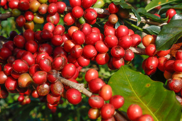 Coffee been on tree in cafe plantation