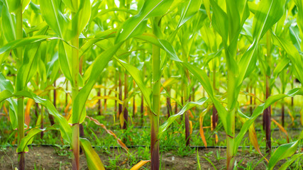 corn plant in the field lacking of nitrogen