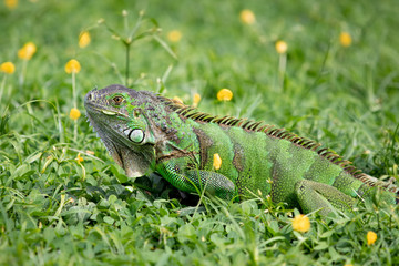 Green iguana