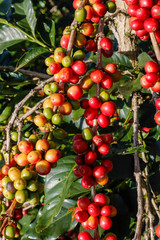 Coffee been on tree in cafe plantation