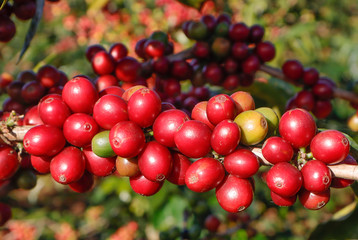 Coffee been on tree in cafe plantation