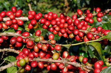 Coffee been on tree in cafe plantation